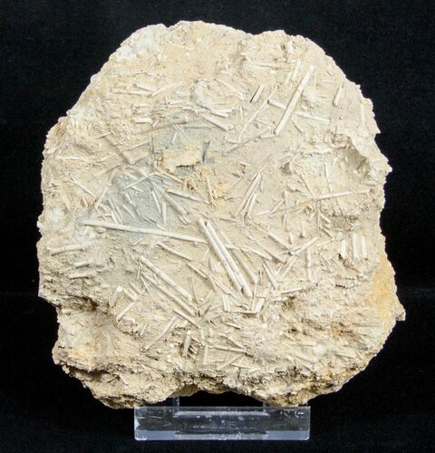 Fossil Jurassic Echinoderm (Acrosalenia) Spines - France #3172